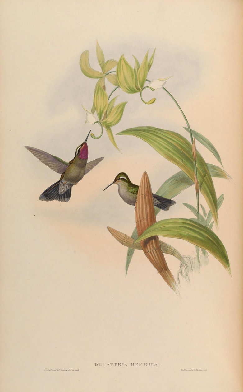 Delattria Henry = Lampornis amethystinus de John Gould