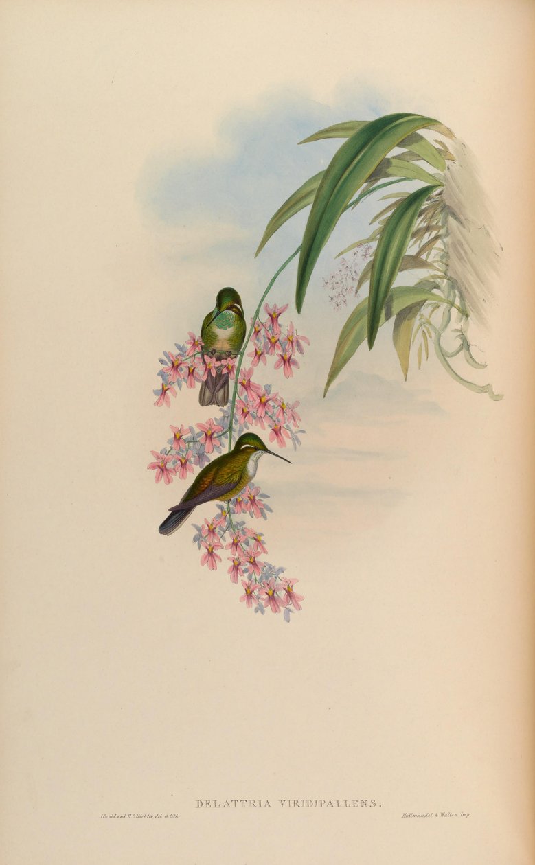 Delattria viridipallens = Lampornis viridipallens de John Gould