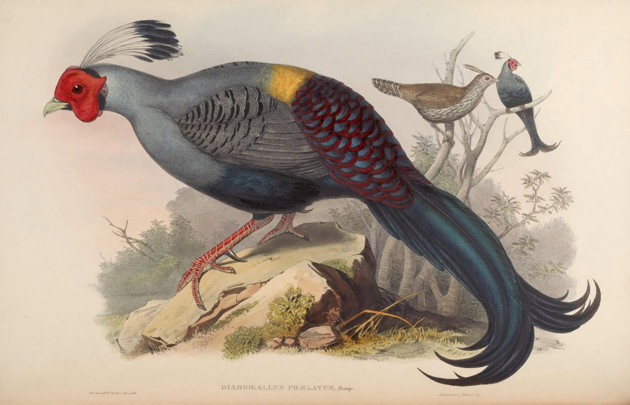 Diardigallus preferido Lophura diardi = [2] de John Gould