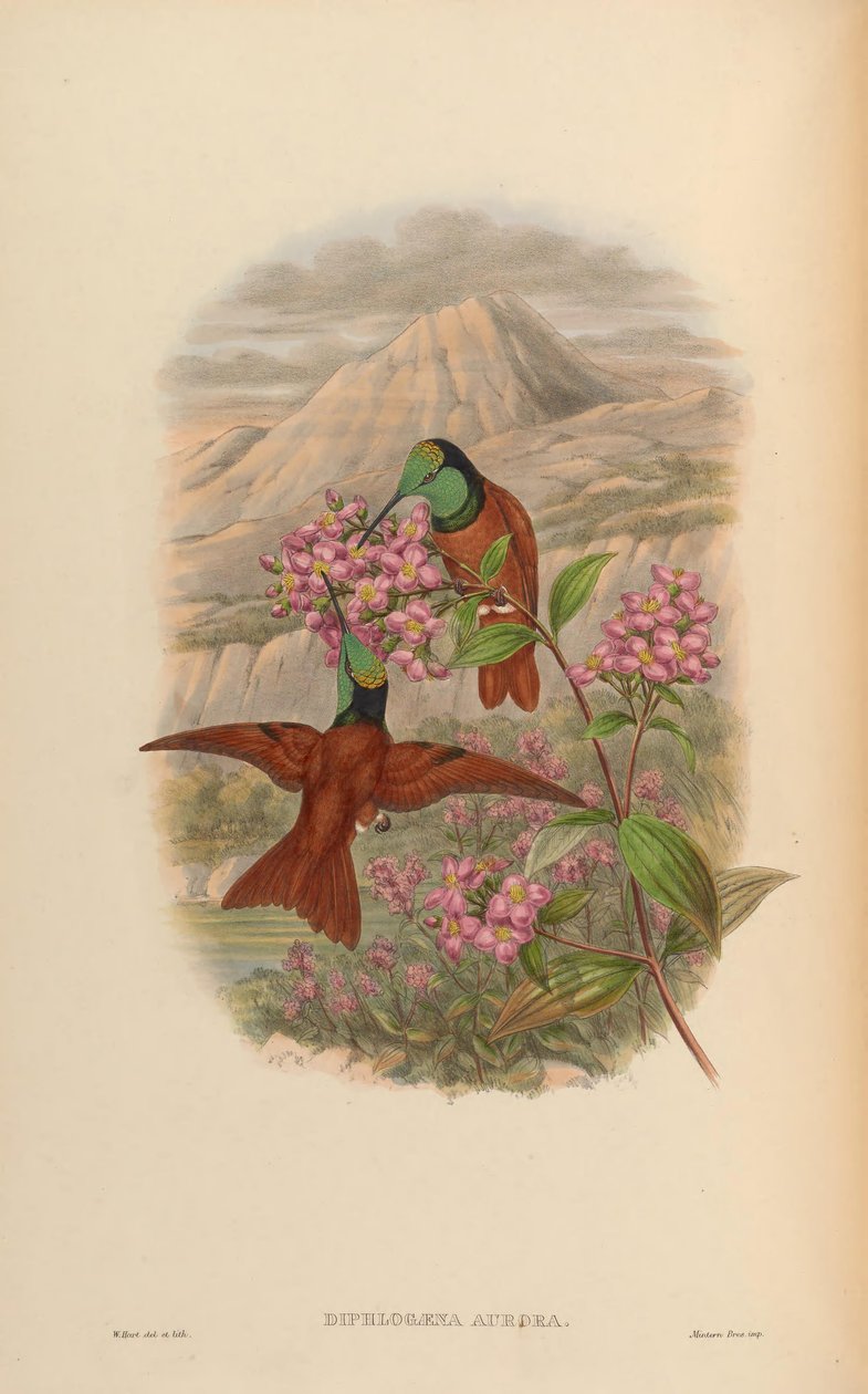 Diphlogaena aurora = Coeligena aurora iris de John Gould