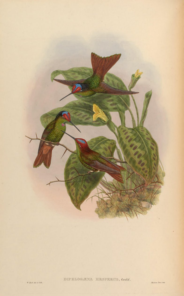 Diphlogaena Evening arco-íris Evening = Coeligena de John Gould