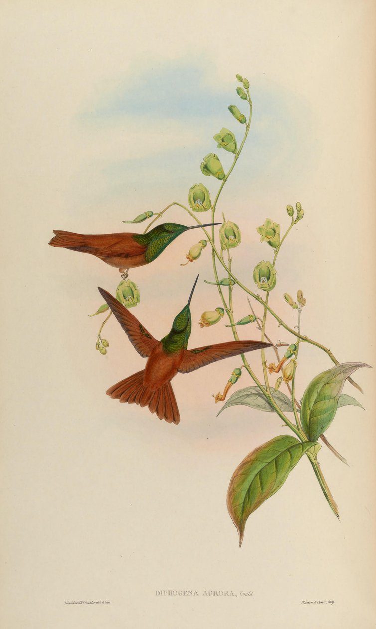 Diphogena aurora = Coeligena aurora iris de John Gould