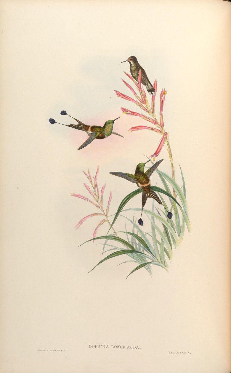 Discura longicauda = Longicauda discursos de John Gould