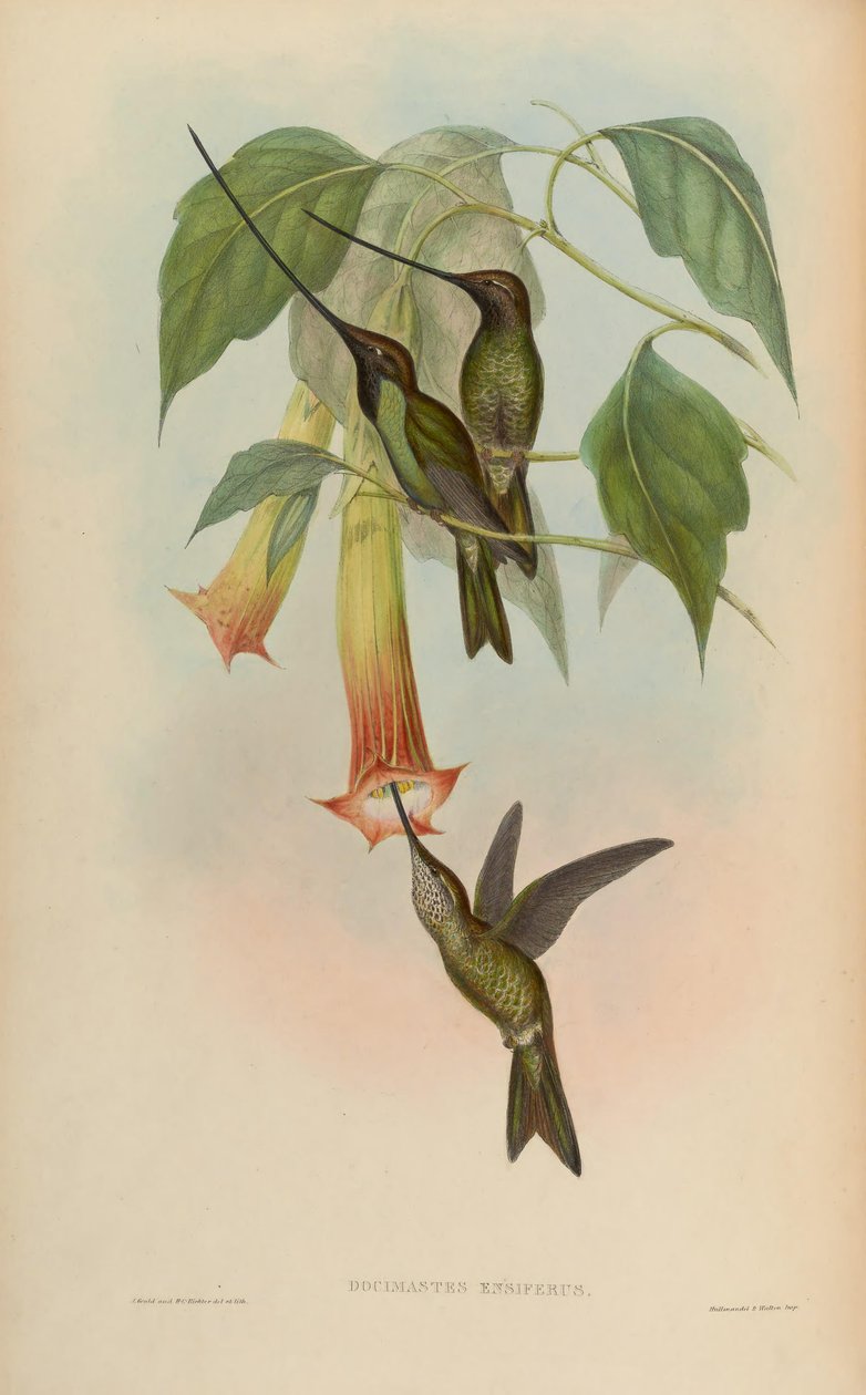 Docimastes ensiferus = Ensifera ensifera de John Gould