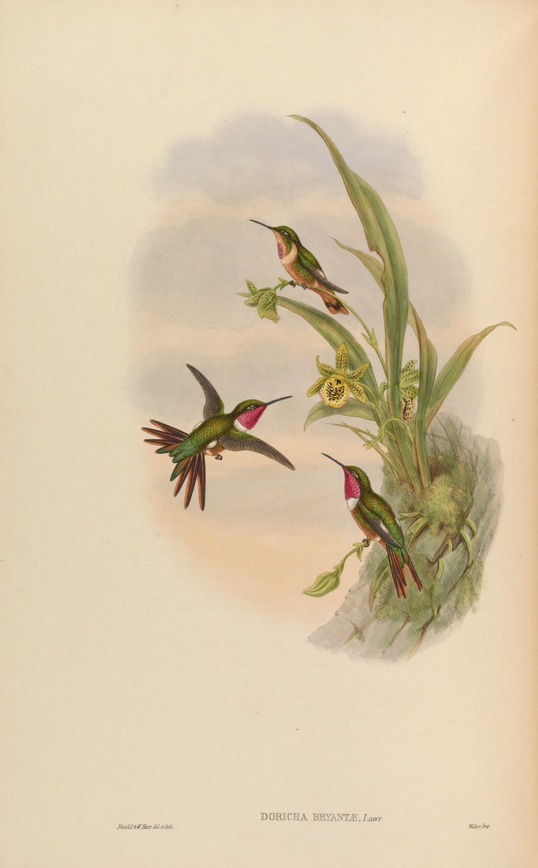 Doricha bryantae = Calliphlox bryantae de John Gould
