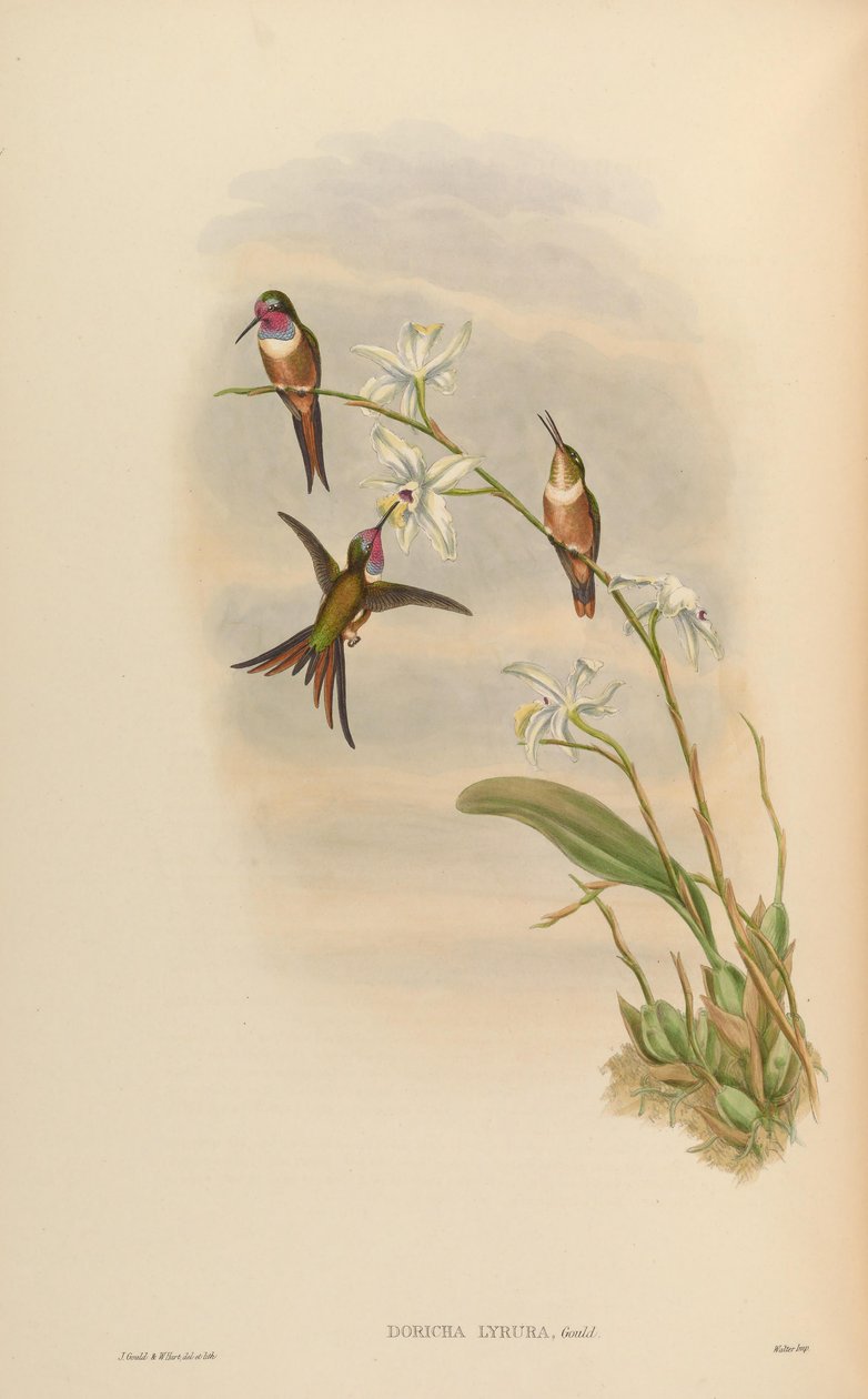 Doricha lyrura = Calliphlox evelynae de John Gould