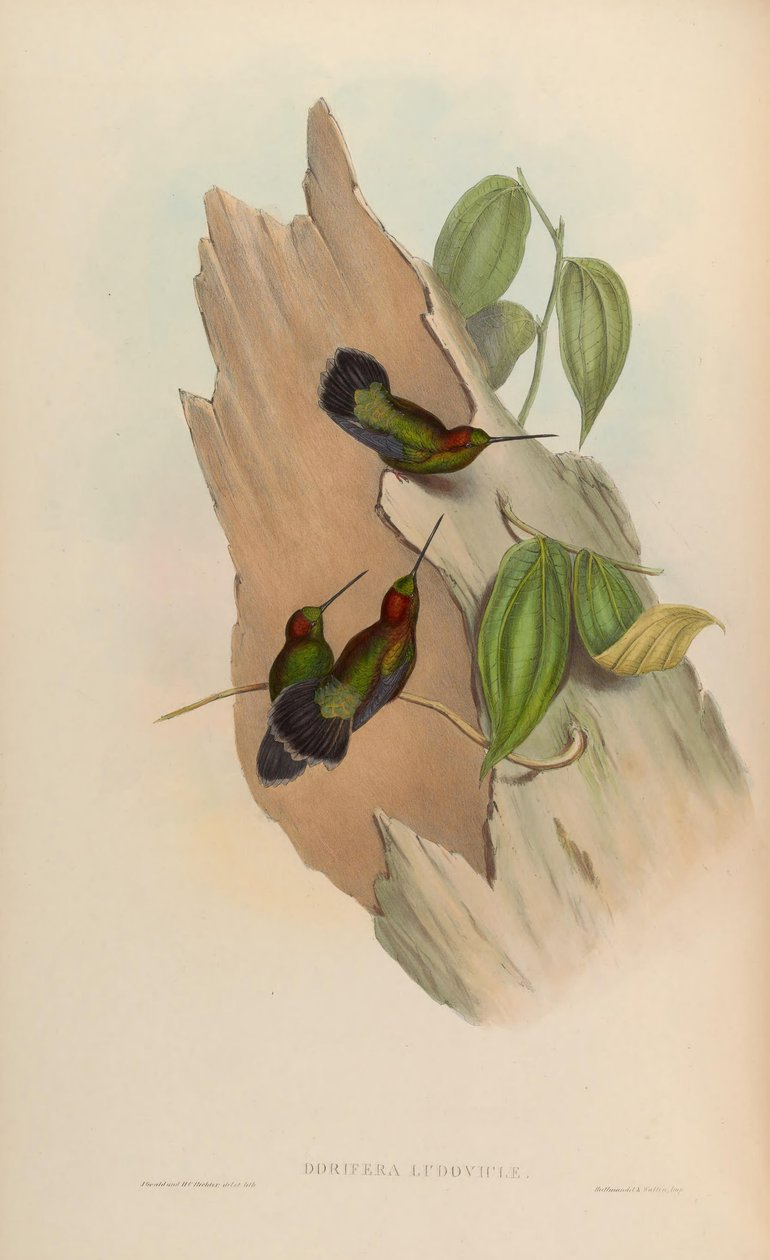 doryfera ludoviciae de John Gould