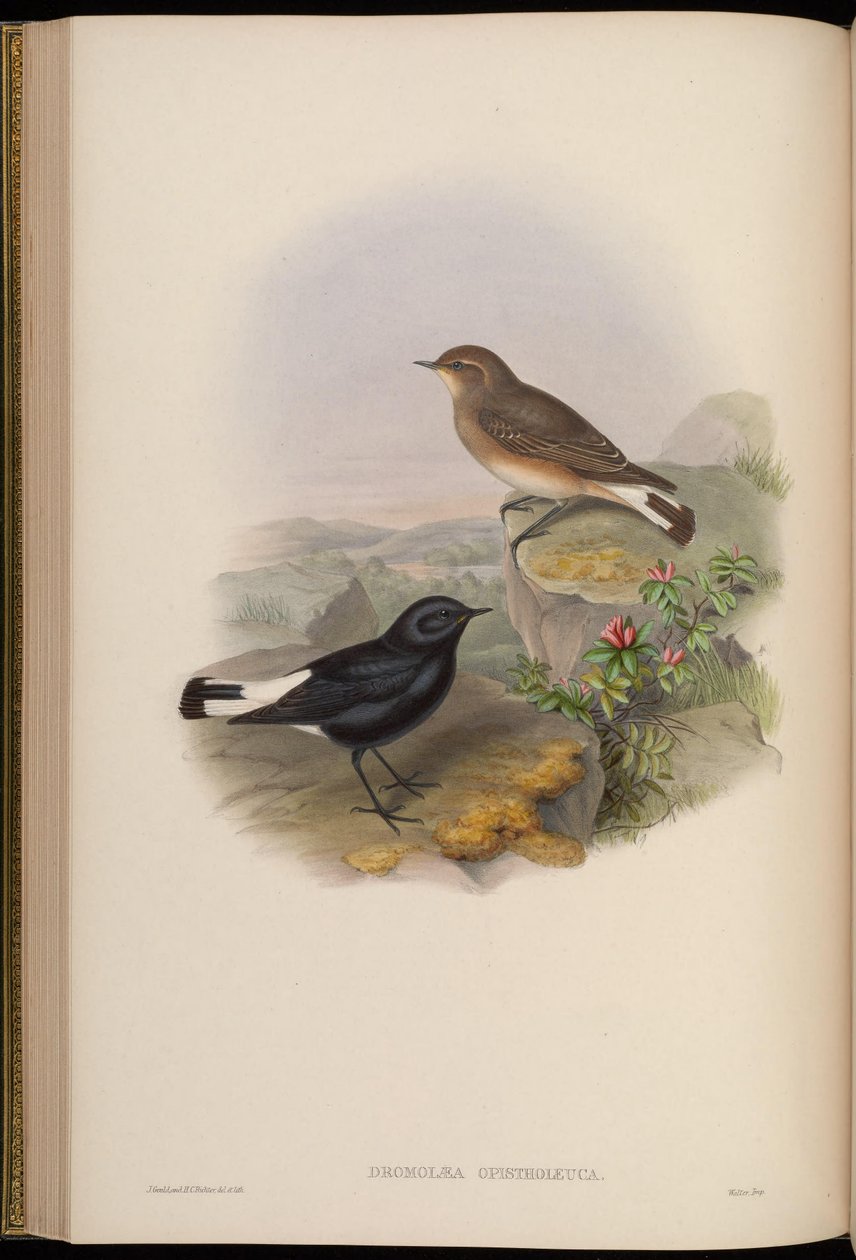 Dromolaea opistholeuca = Oenanthe picata opistholeuca de John Gould