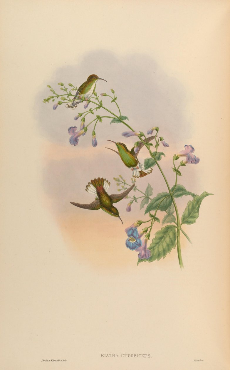 Elvira cupreiceps de John Gould