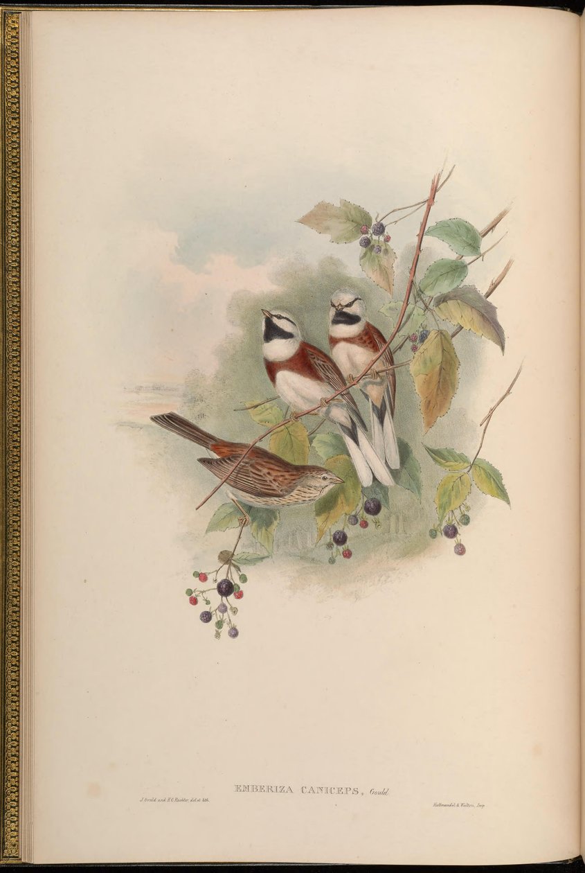 Emberiza caniceps = Emberiza stewarti de John Gould