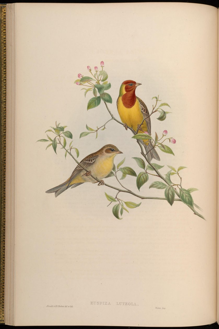 Emberiza luteola = Emberiza brunniceps de John Gould