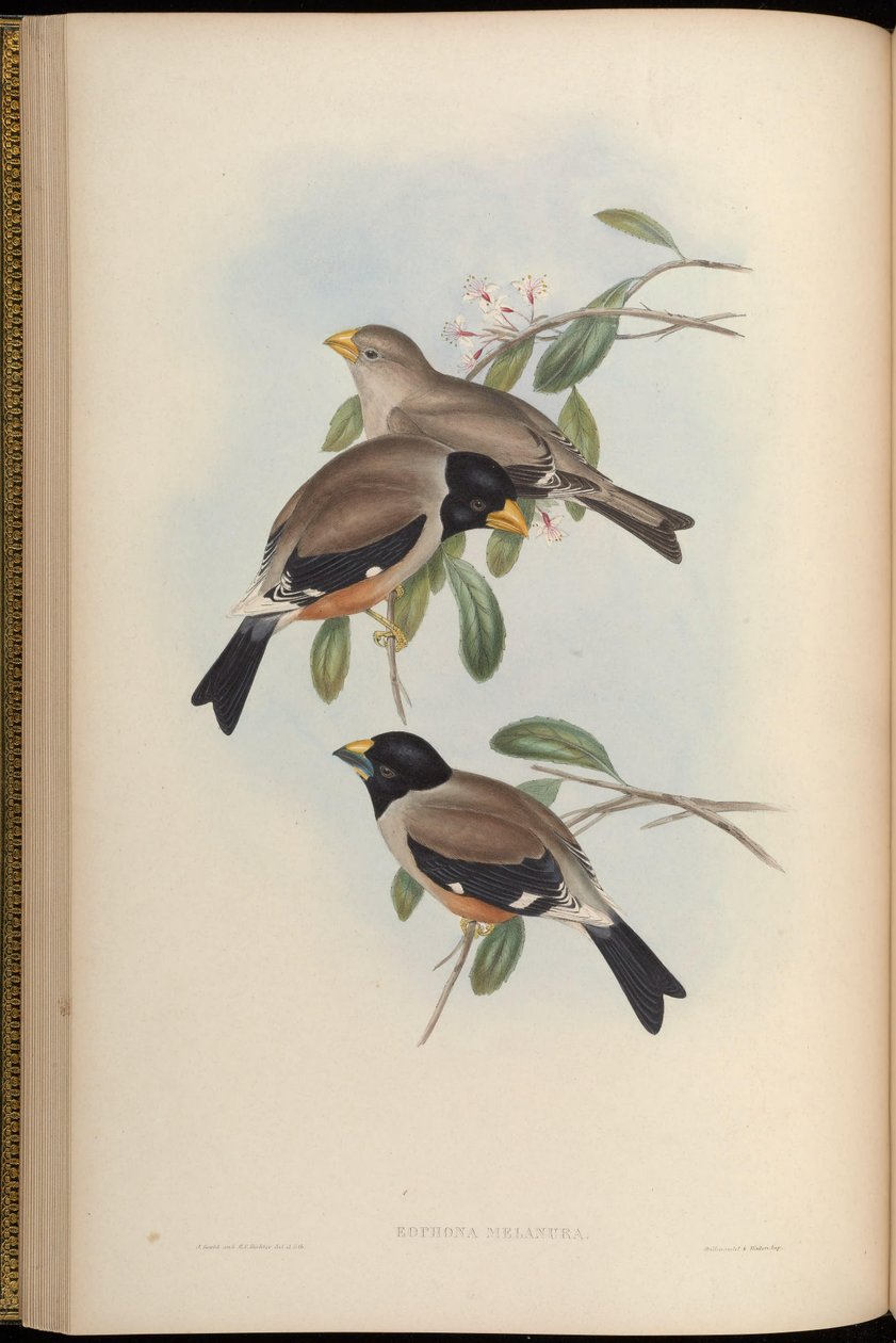 Eophona melanura = Eophona migratoria de John Gould