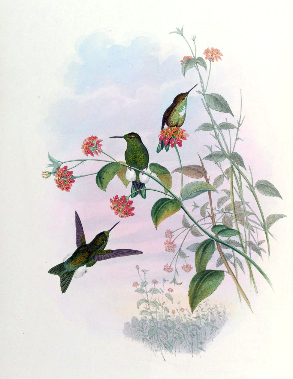 Eriocnemis aline = Syn de John Gould