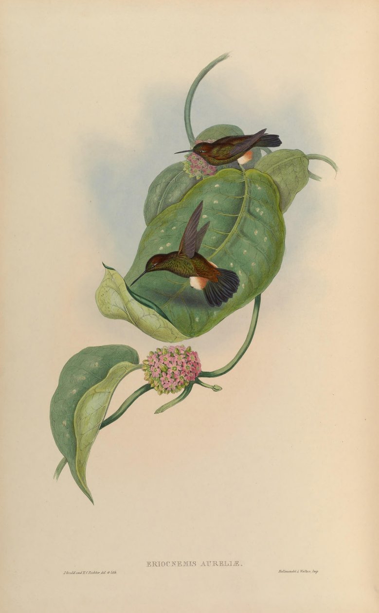 Eriocnemis pupas = haplophaedia aureliae de John Gould