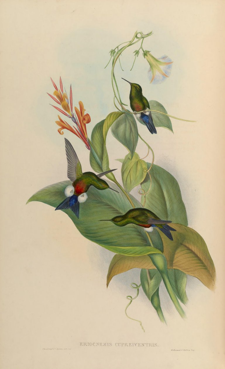 Eriocnemis cupreoventris de John Gould