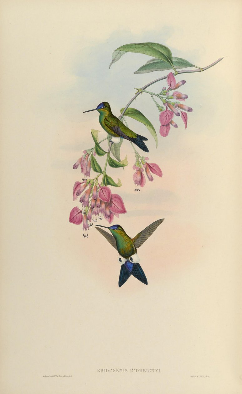 Eriocnemis dorbignyi = Eriocnemis glaucopoides de John Gould