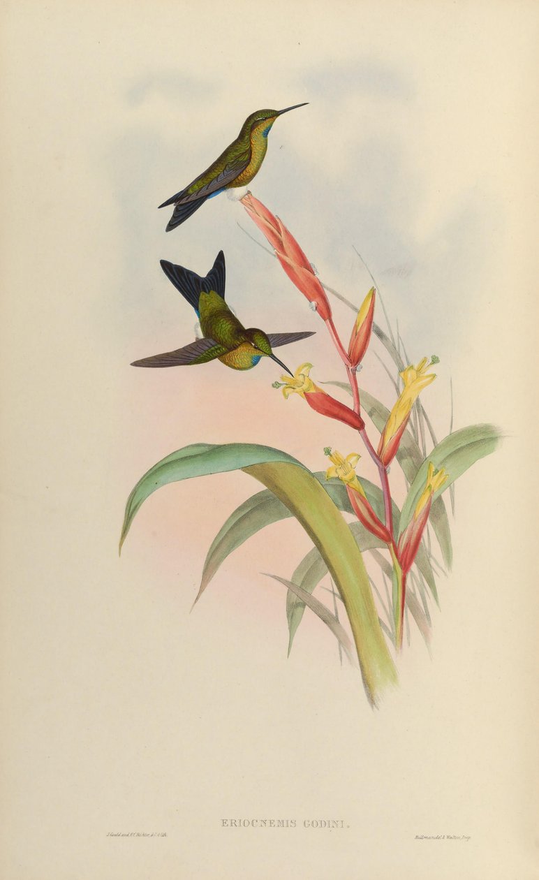 Eriocnemis godini de John Gould