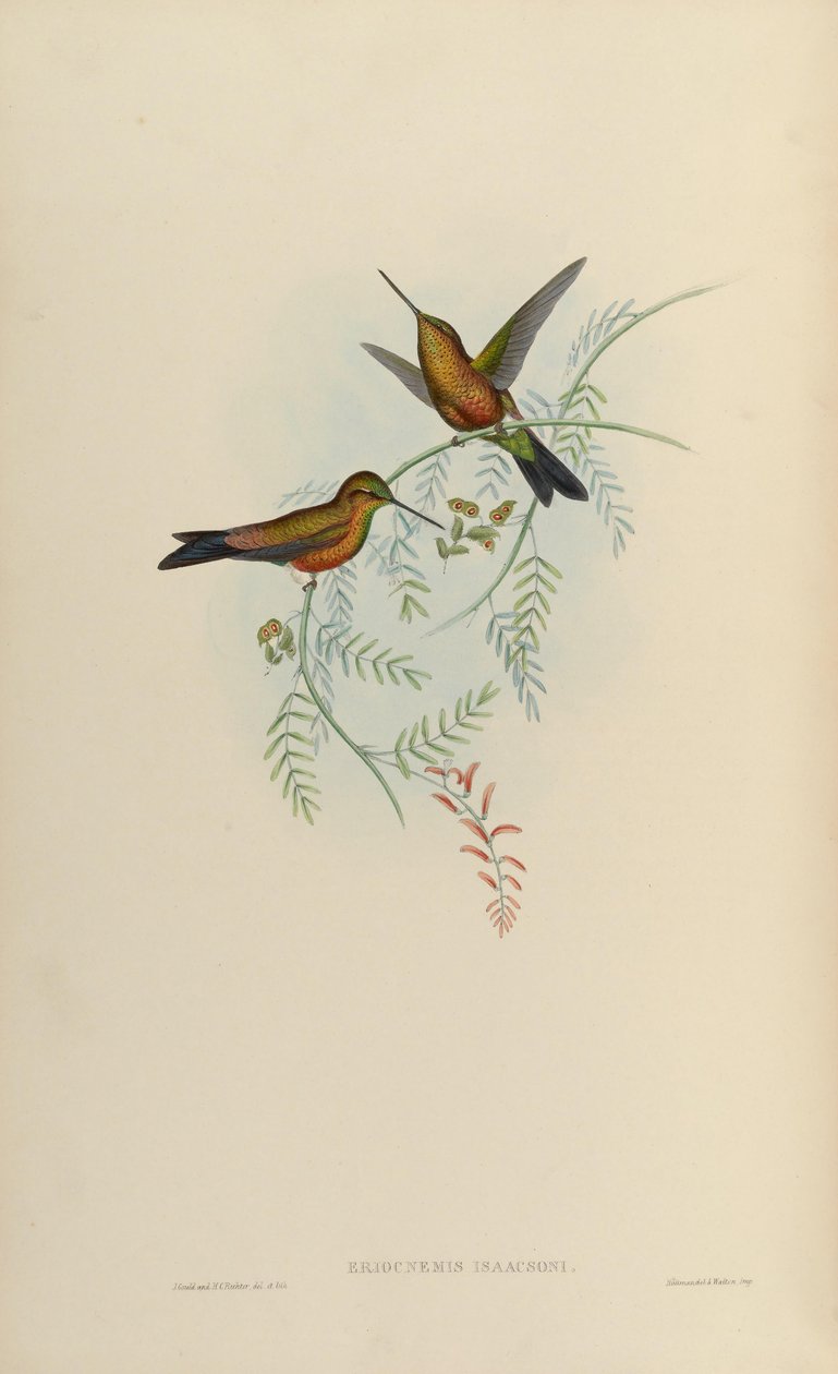 Eriocnemis isaacsoni = Eriocnemis sp. x Helianthea sp de John Gould