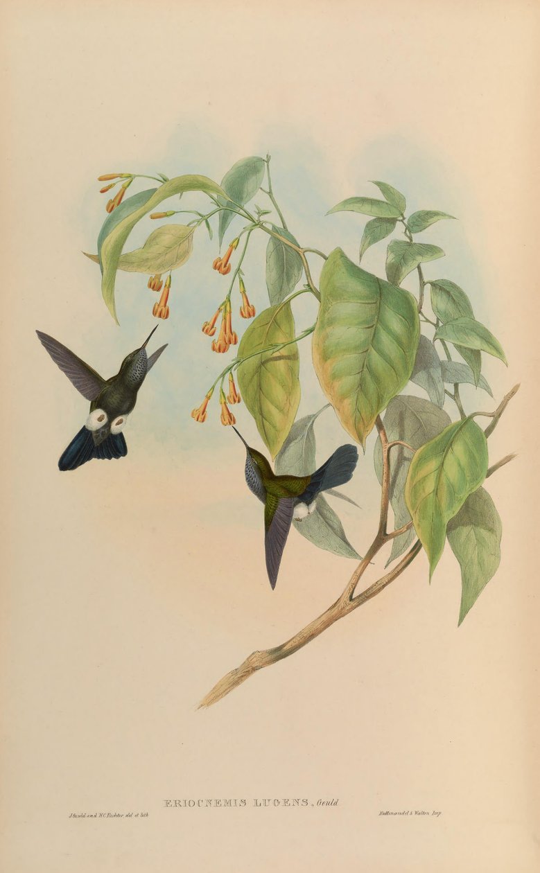 Eriocnemis triste triste = haplophaedia de John Gould