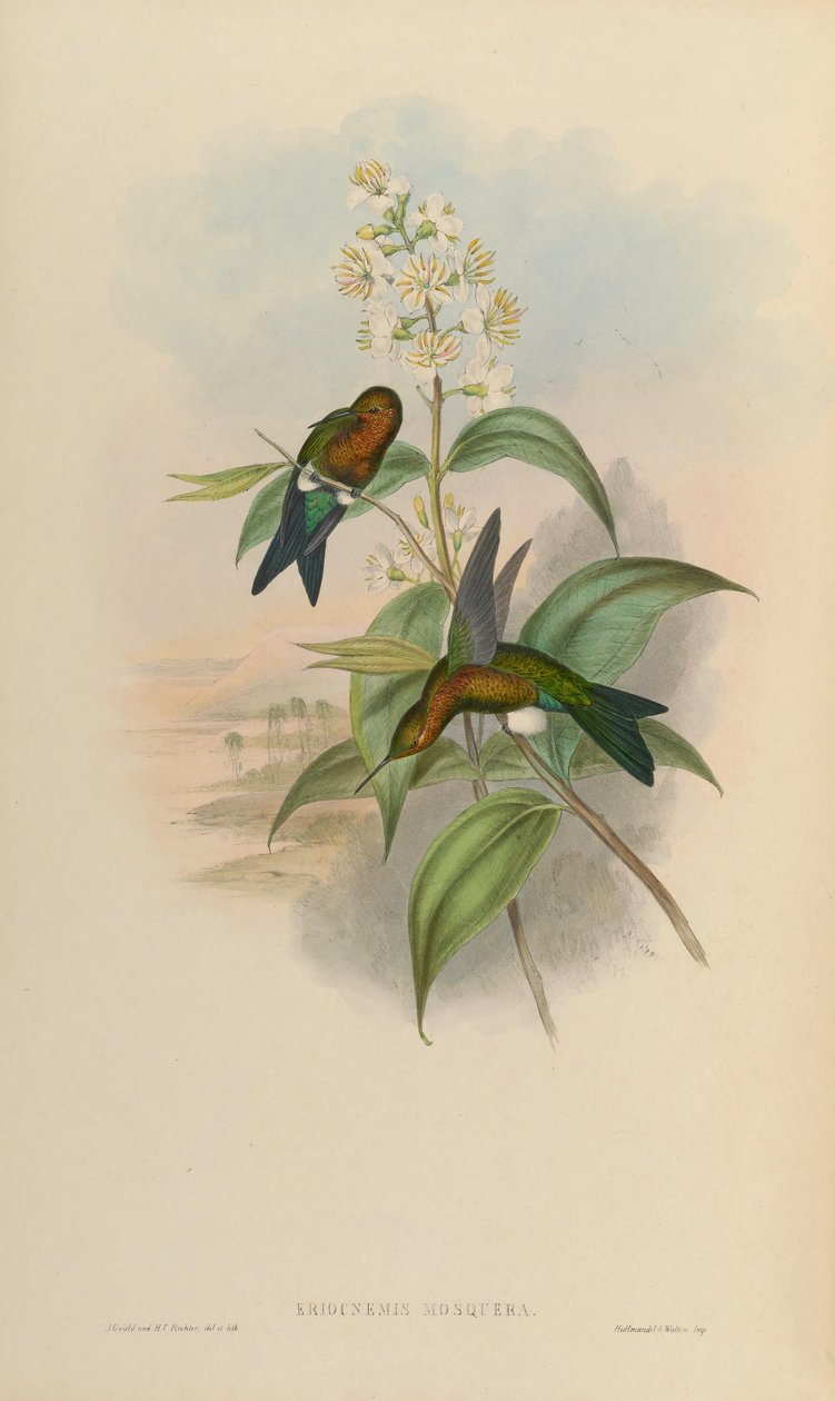 Eriocnemis mosquera de John Gould