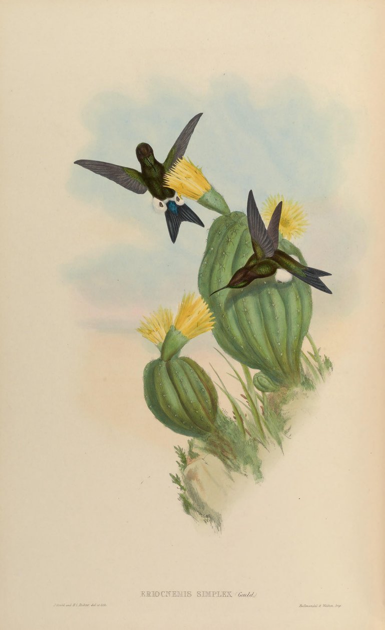 Eriocnemis simplex = Eriocnemis cupreoventris de John Gould