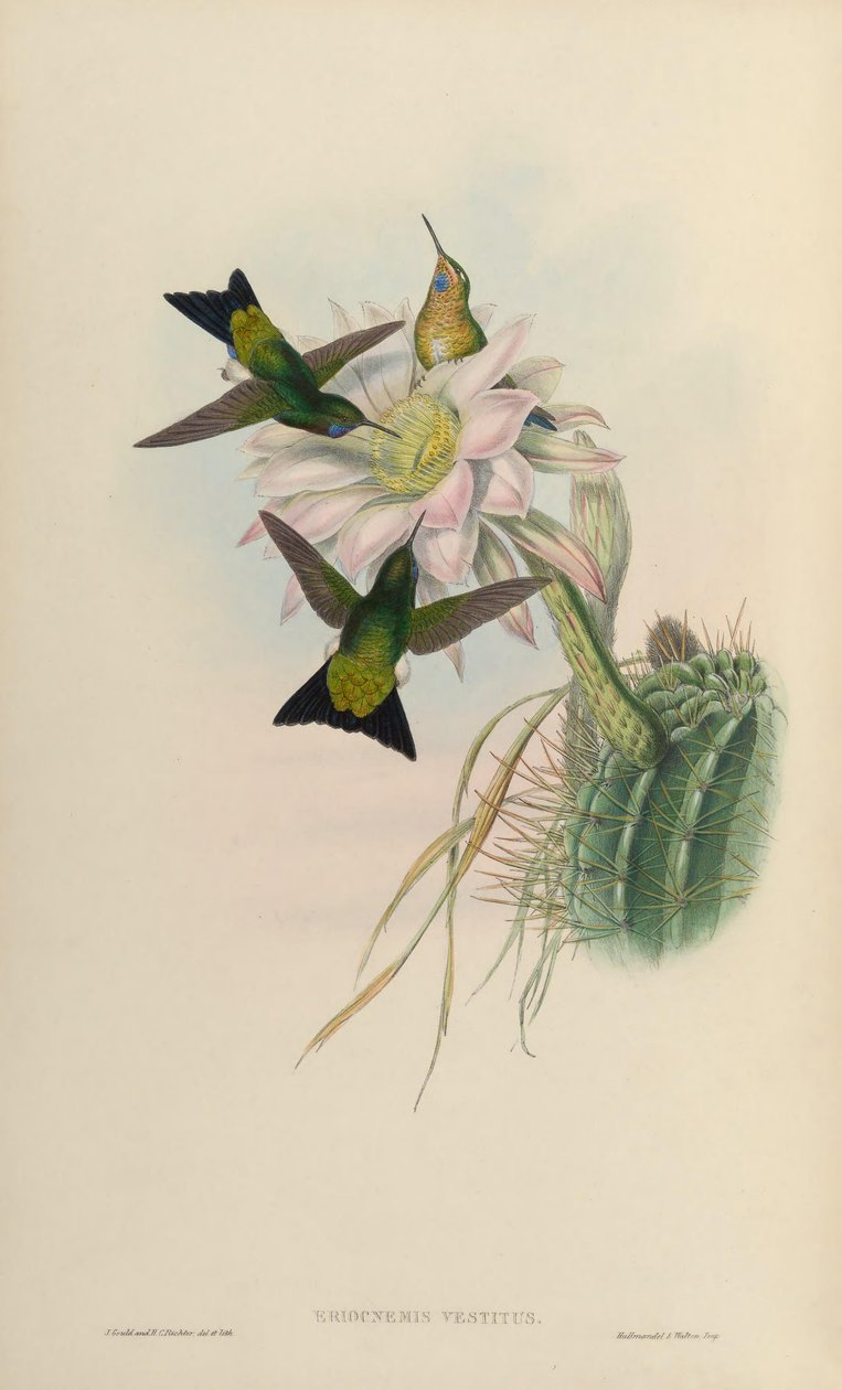 Eriocnemis roupas vestindo = Eriocnemis de John Gould