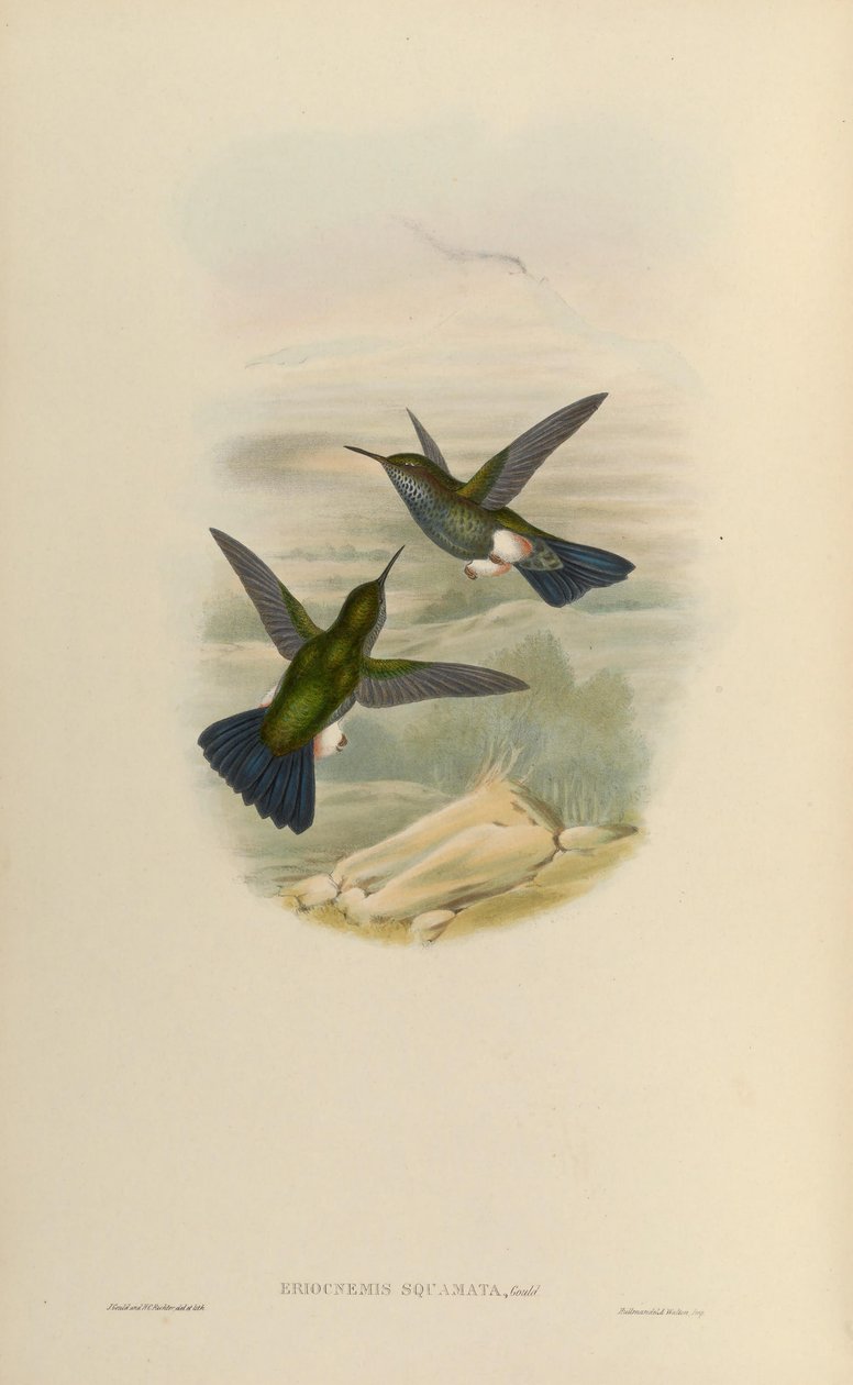 Eriocnemys triste triste = haplophaedia de John Gould