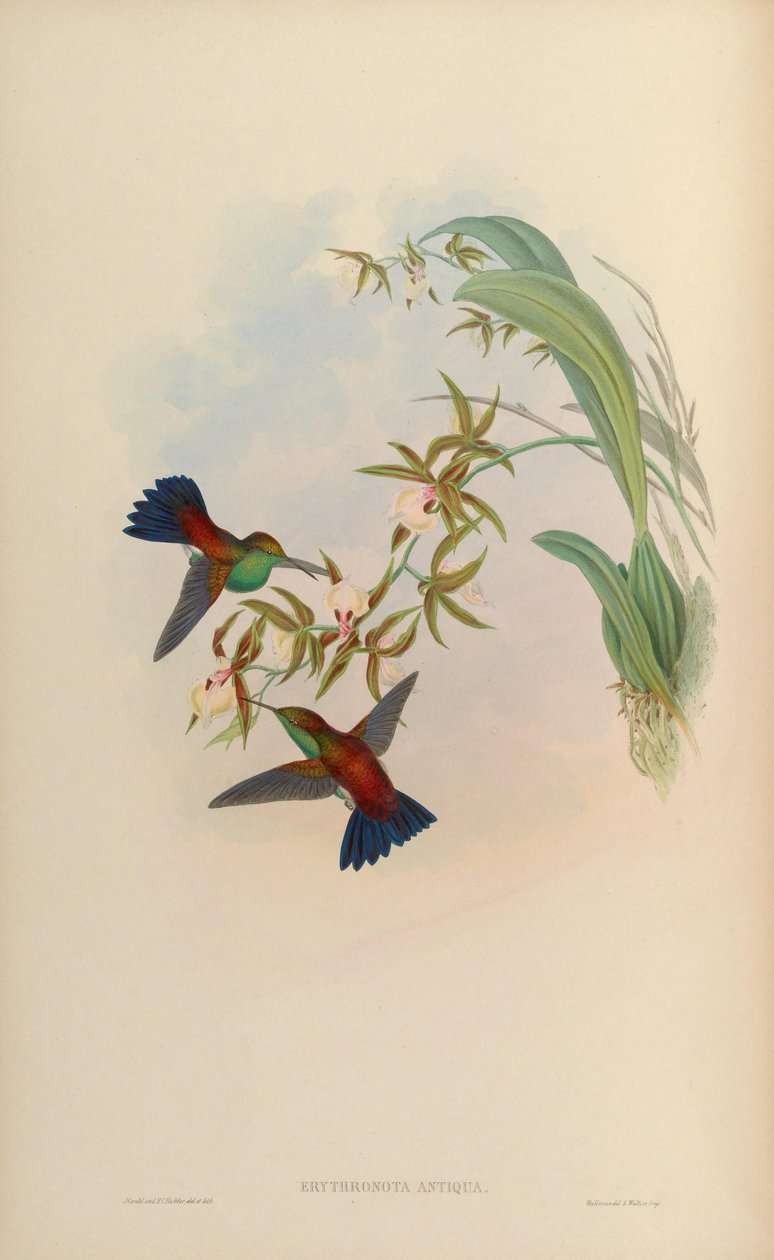 Erythronota antiqua = Amazilia tobaci erythronotos de John Gould
