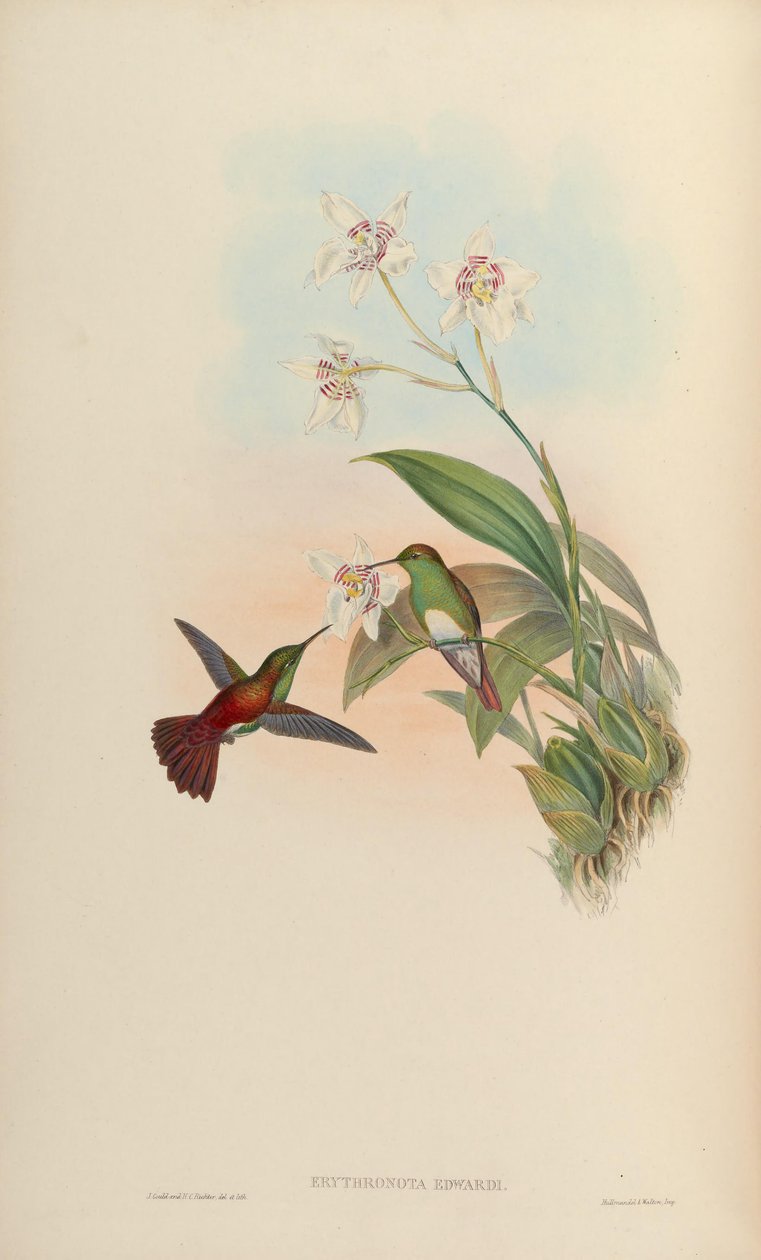 Erythronota edwardi = amazilia edward de John Gould