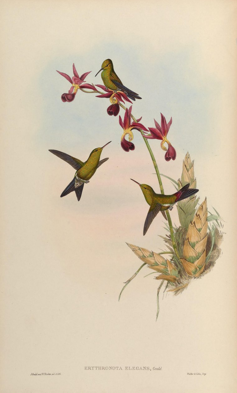 Erythronota elegans = elegans de Chlorostilbon de John Gould