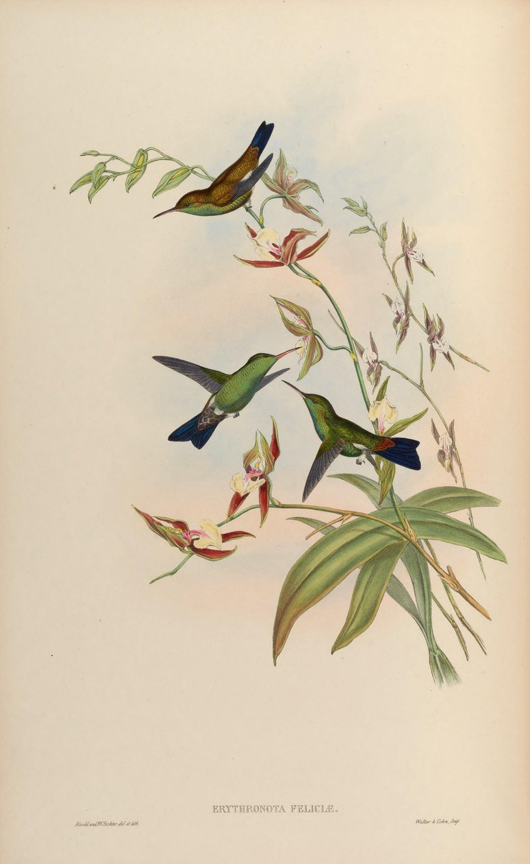 Erythronota feliciae = amazilia tobaci feliciae de John Gould