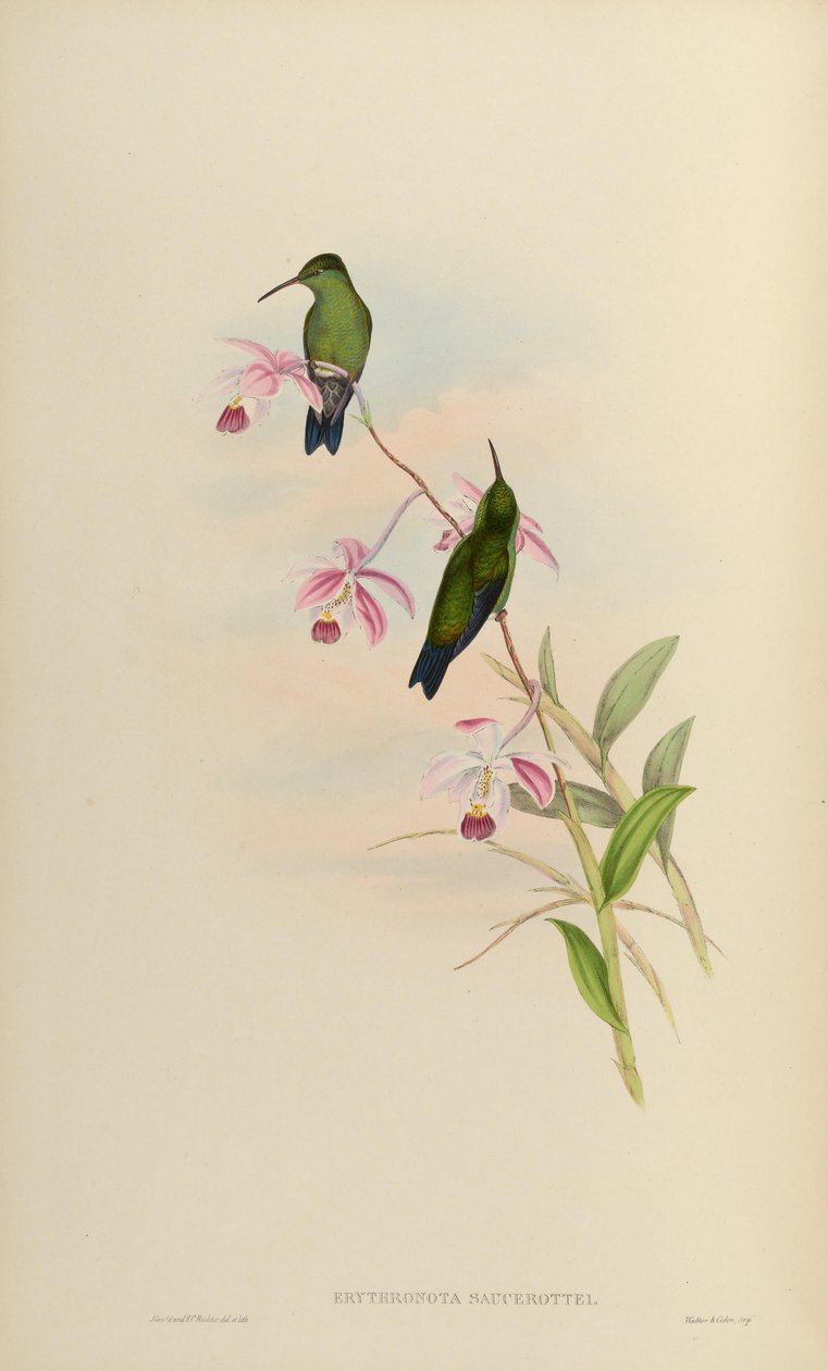 Erythronota saucerottei = Amazilia saucerrottei saucerrottei de John Gould