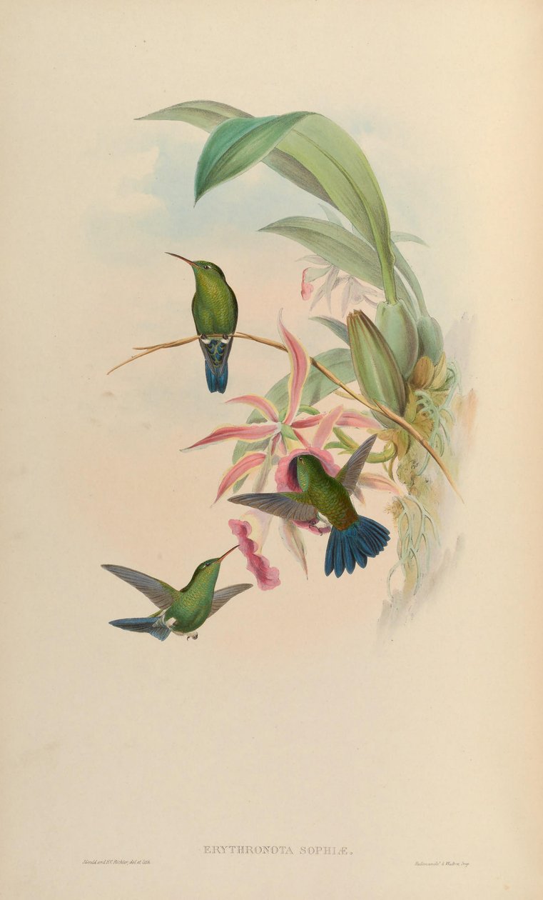 Erythronota Sophia = Amaxilia saucerrottei saucerrottei de John Gould