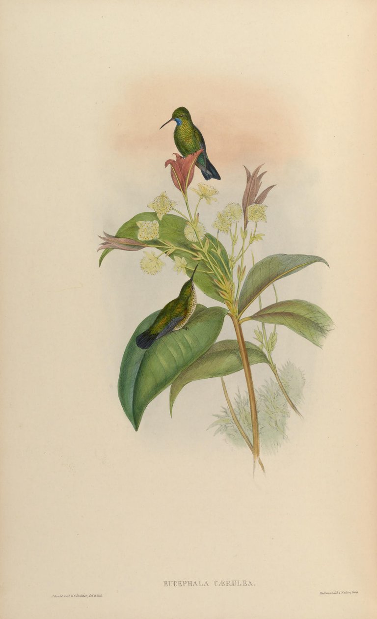 Eucephala azul = marcado Chlorestes marcadas de John Gould