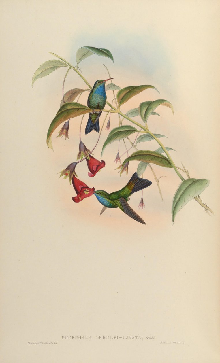 Eucephala caeruleolavata = - conhecido apenas do tipo de espécime do sudeste do Brasil; tratado como espécie válida por Cory (1918) e Pinto (1937); Peters (1945) tratado como um híbrido de parentesco indeterminado de John Gould