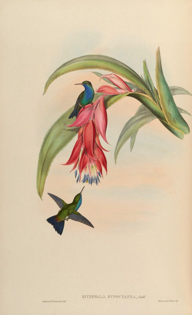 Eucephala hypocyanea = Chlorostilbon notata aberrante ou (C. notata X Hylocharis cyanus) de John Gould