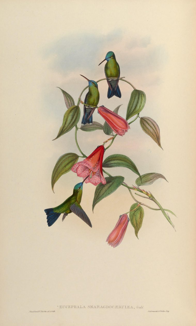 Eucephala smaragdo-caerulea = Chlorestes nota X Thalurania glaucopis de John Gould