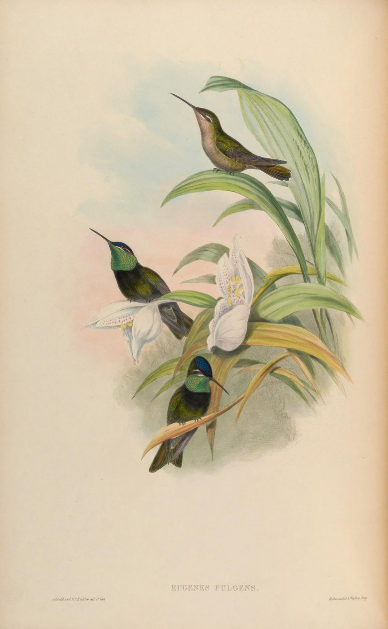 Eugenes fulgens de John Gould