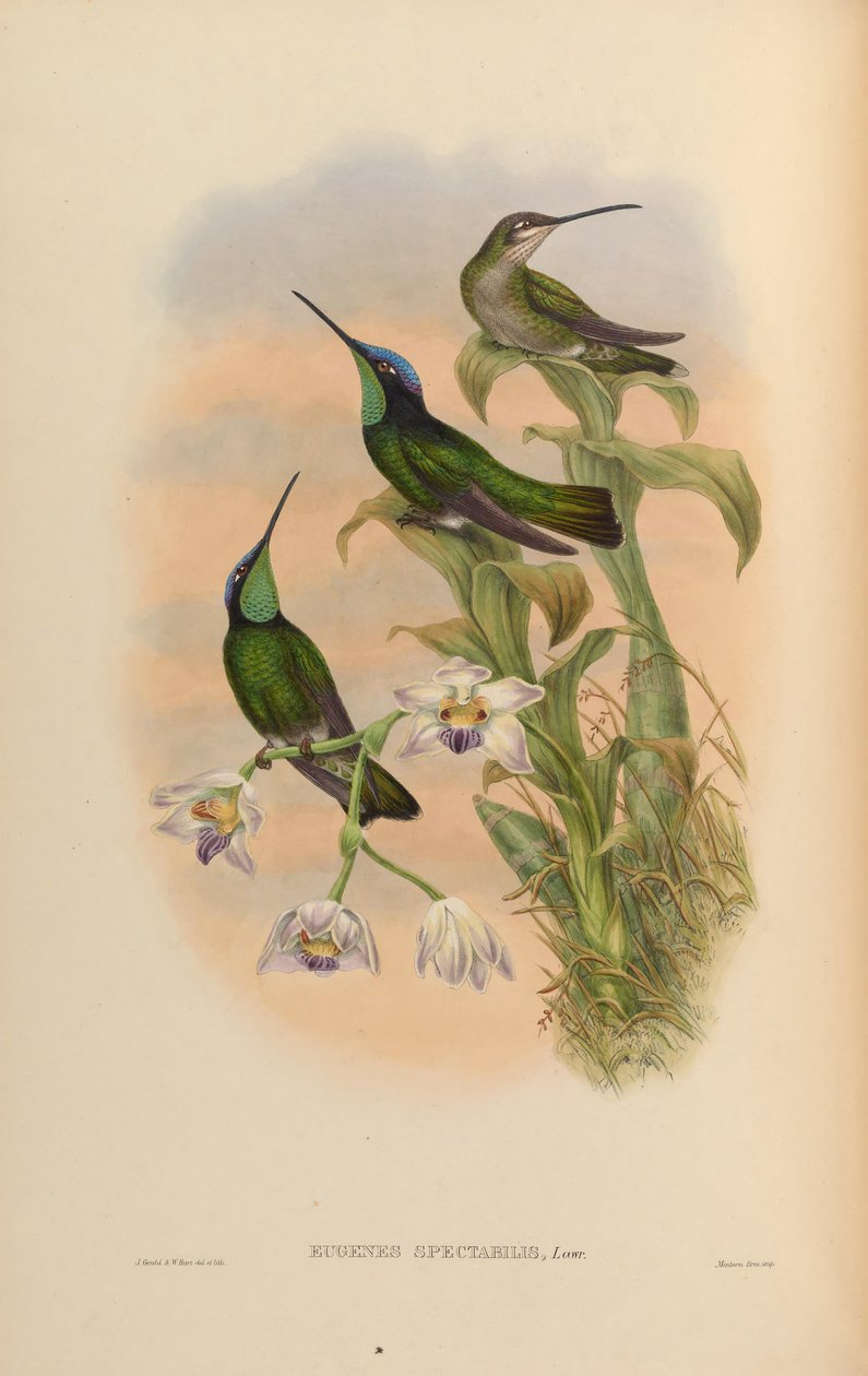 Eugenes atractividade = Eugene cintilante atractividade de John Gould