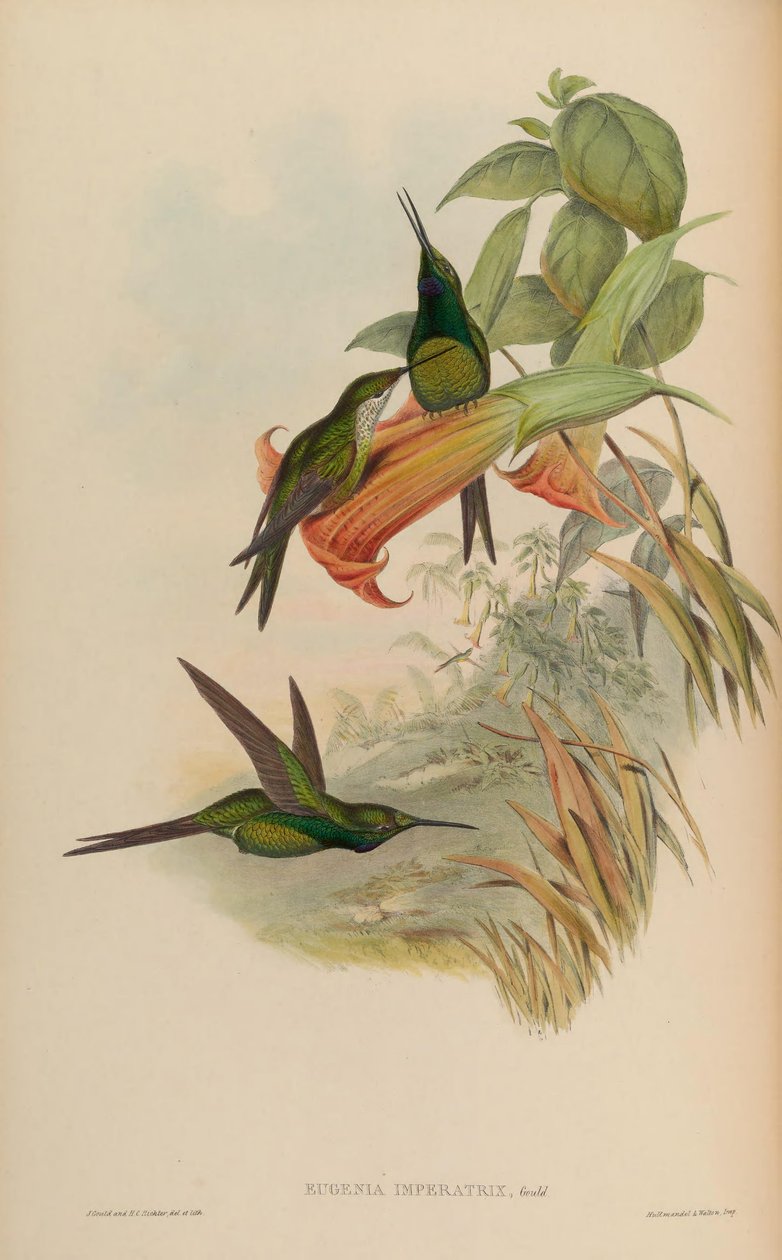Eugenia imperatriz imperatriz = Heliodoxa de John Gould