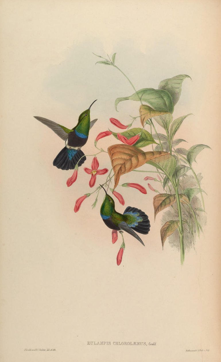 Eulampis chlorolaemus = Eulampis holosericeus chlorolaemus de John Gould