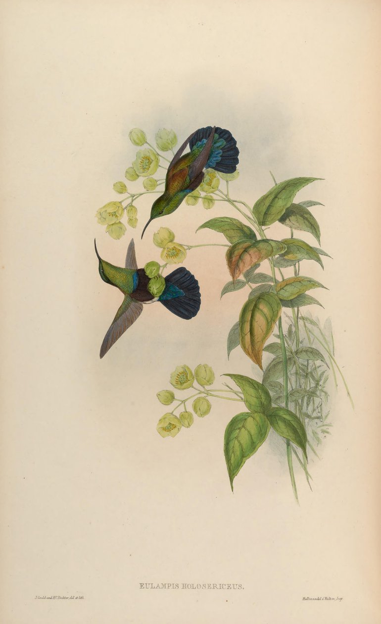 Eulampis holosericeus de John Gould