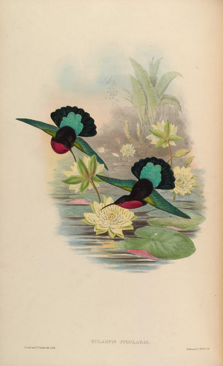 Eulampis jugularis de John Gould