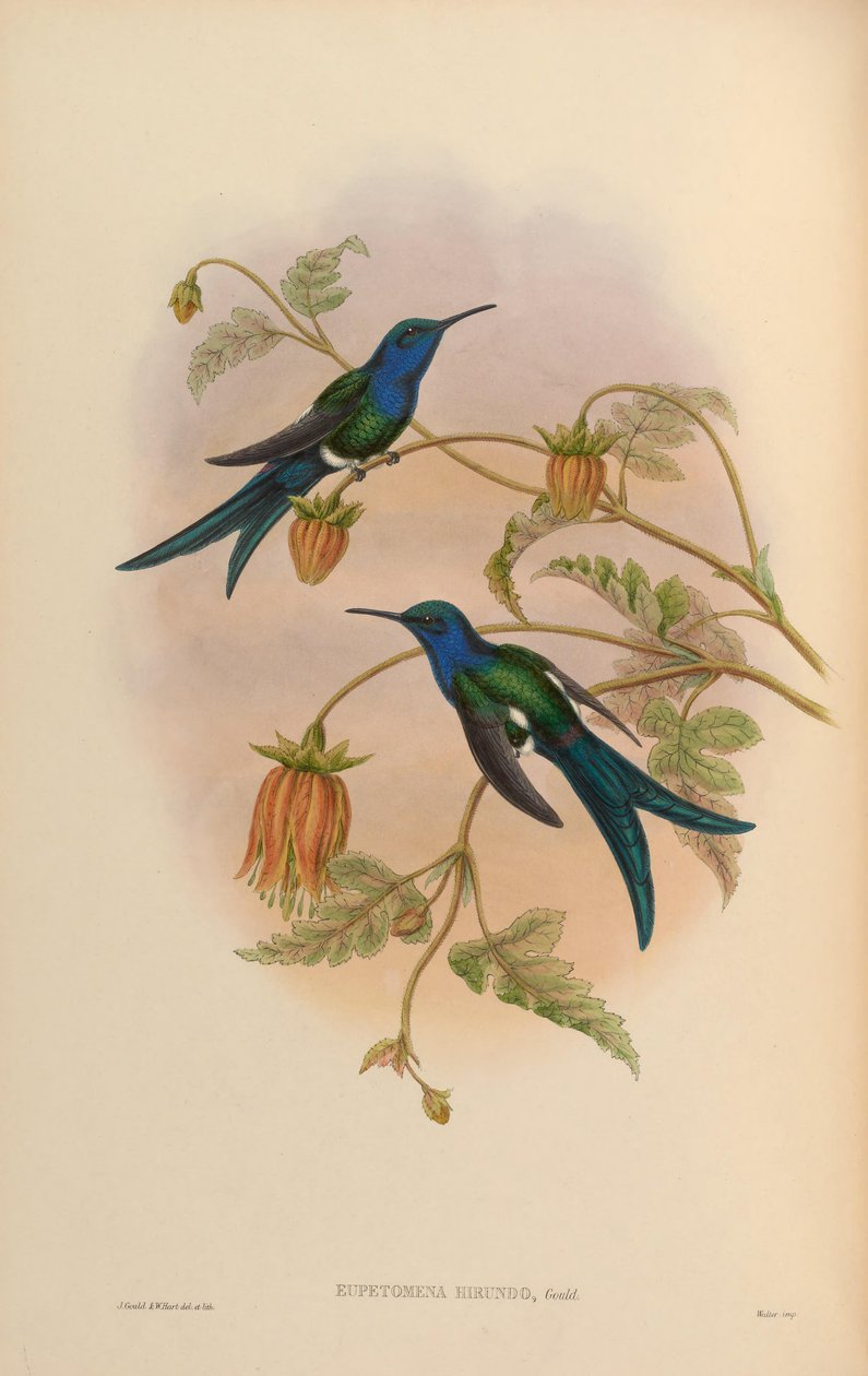 Eupetomena hirundo = Eupetomena macroura hirundo de John Gould