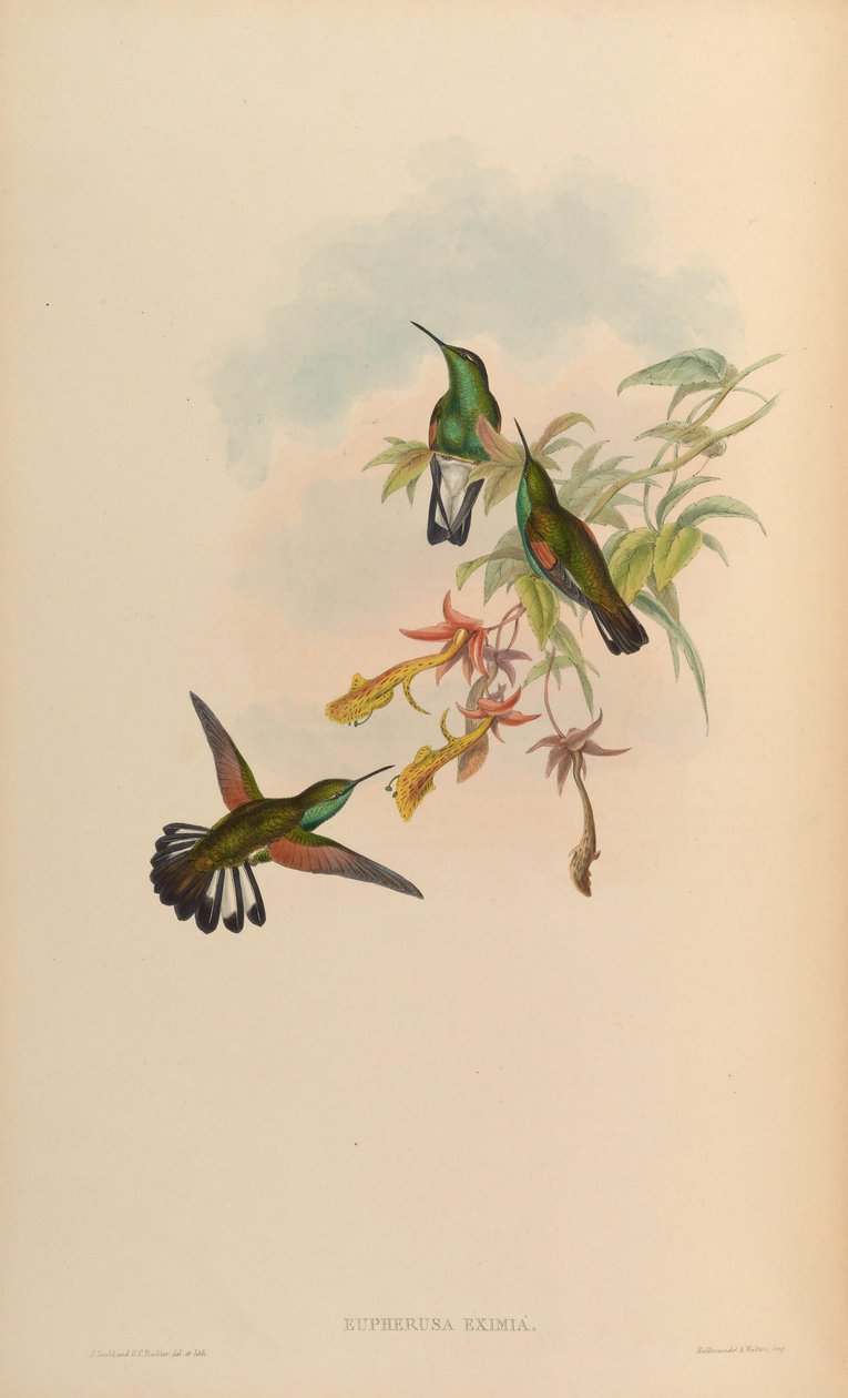 Eupherusa excepcional de John Gould
