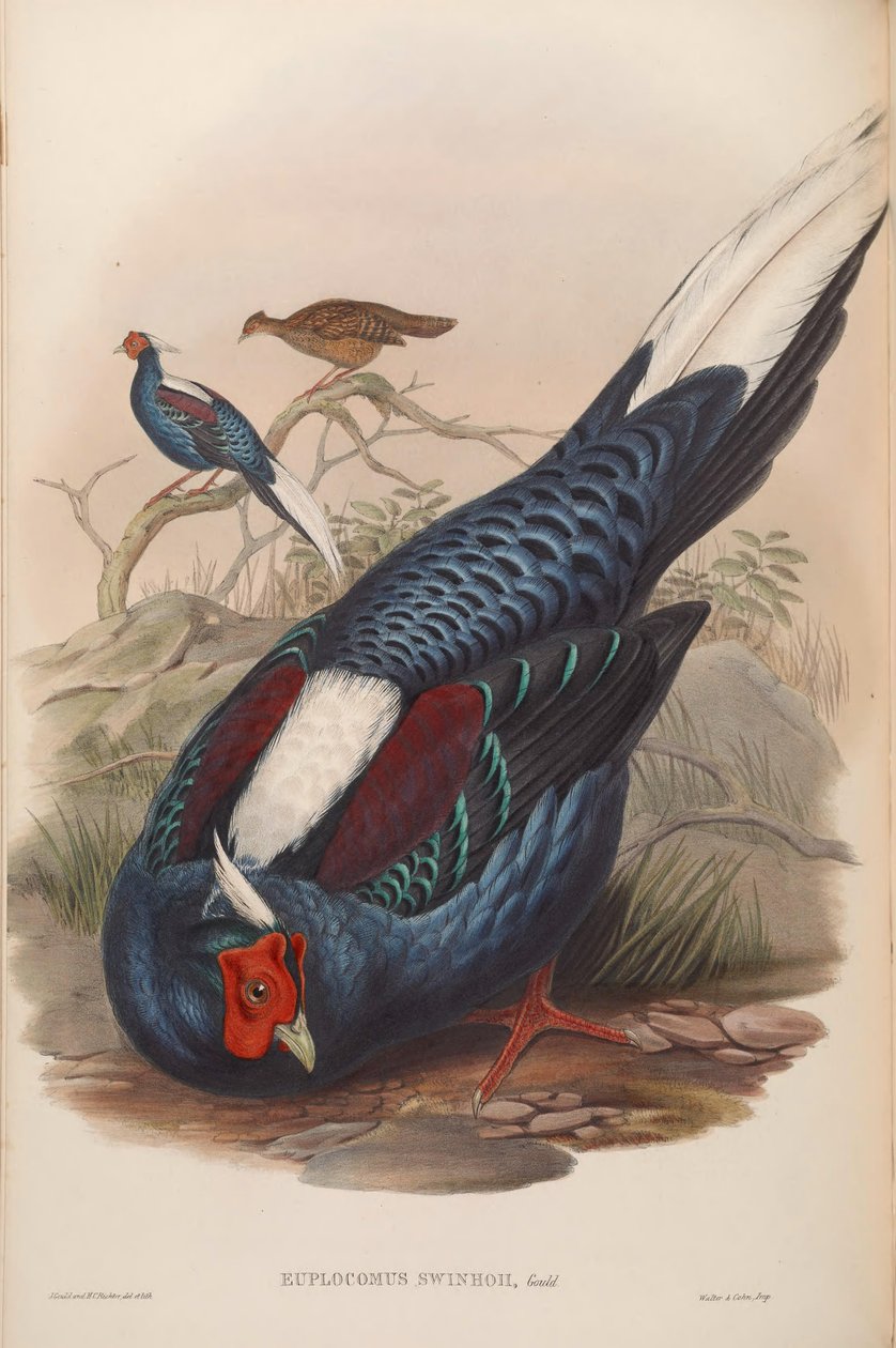 Euplocamus swinhoii = Lophura swinhoii de John Gould