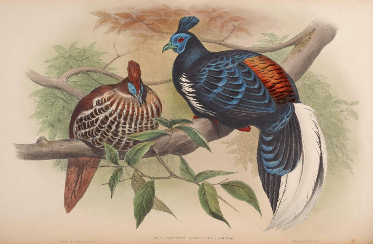 Enplocamns vieilloti = Lophura vermelho-fogo de John Gould
