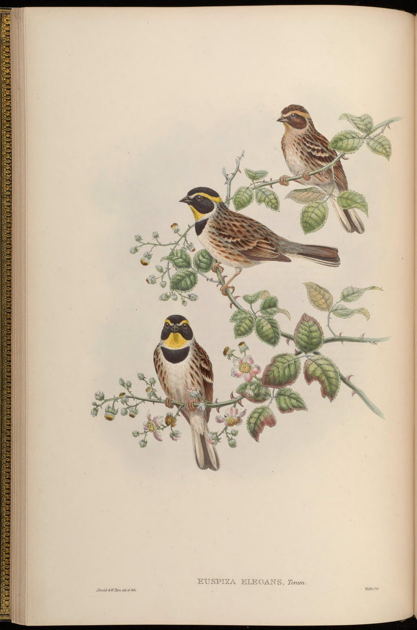 Euspiza elegans = Emberiza elegans de John Gould