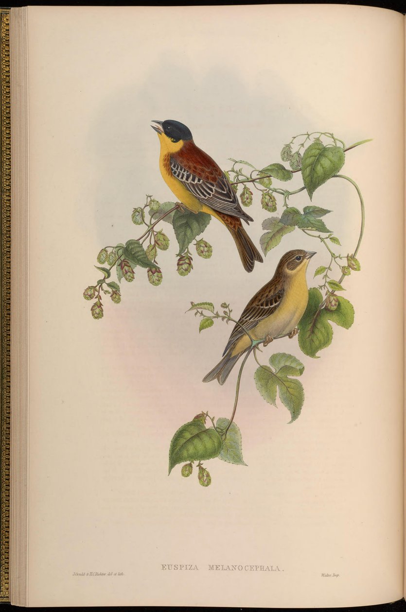 Euspiza melanocephala = Emberiza melanocephala de John Gould