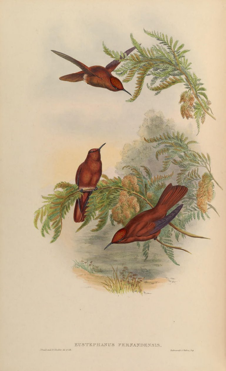 Eustephanos fernandensis = Sephanoides fernandensis de John Gould